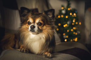 10 regalos de navidad para tu mascota